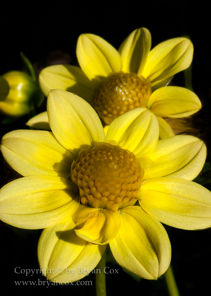 Image of Dahlia - Baby Yellow