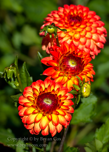 Image of Dahlia - Ginger Willo