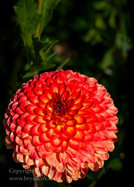 Image of Dahlia - Ginger Willo