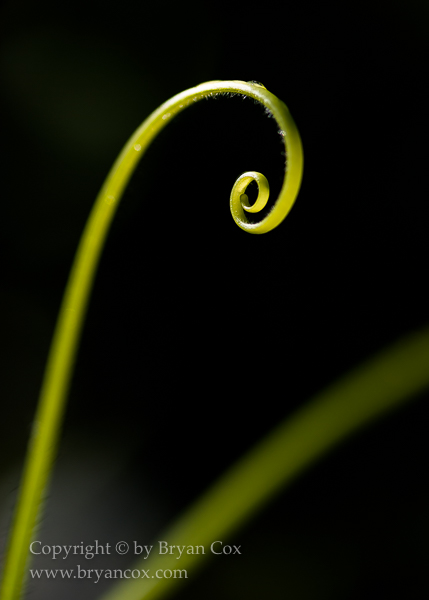 Image of Squash tendrils