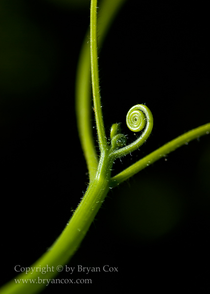 Image of Squash tendrils