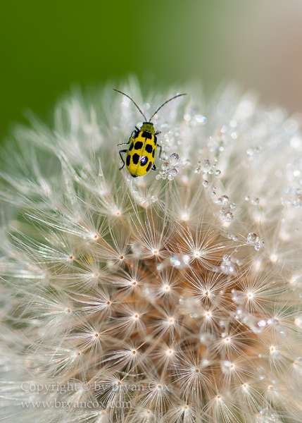 Image of Cucumber Beetle, Dandelion Seedhead