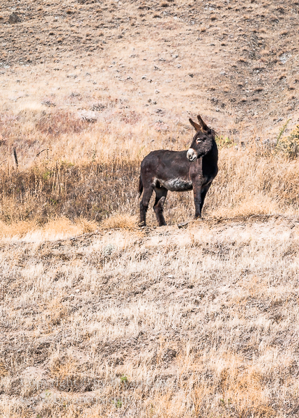 Image of Donkey