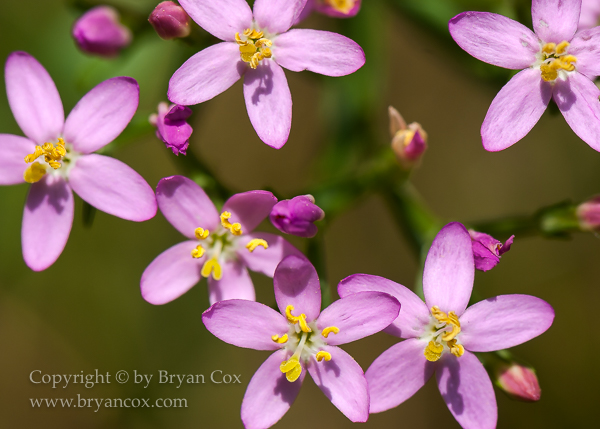 Image of European Centaury