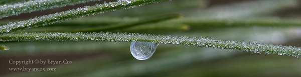 Image of Ice on Ponderosa Pine Needle