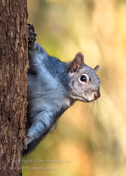 Image of Western Gray Squirrel