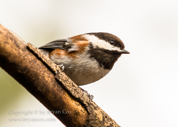 Image of Chestnut-backed Chickadee