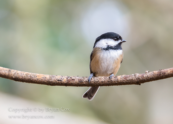 Image of Black-capped Chickadee