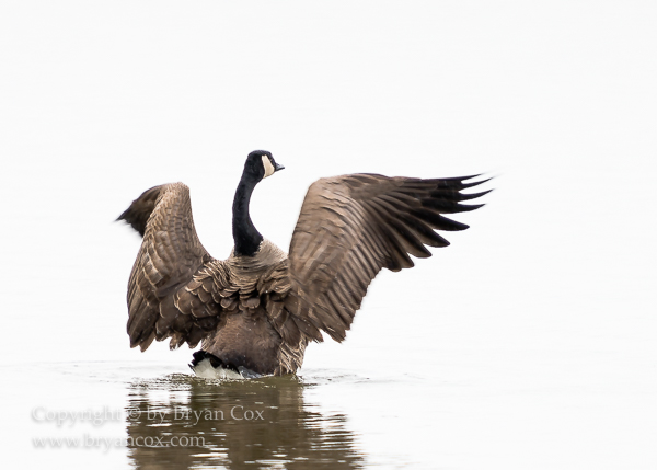 Image of Canada Goose