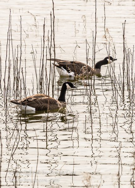 Image of Canada Geese