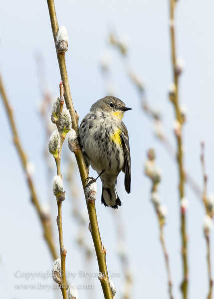 Image of Yellow-rumped Warbler