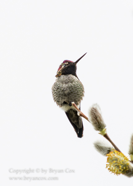 Image of Annas Hummingbird