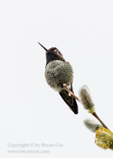 Image of Annas Hummingbird