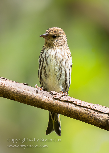 Image of Pine Siskin