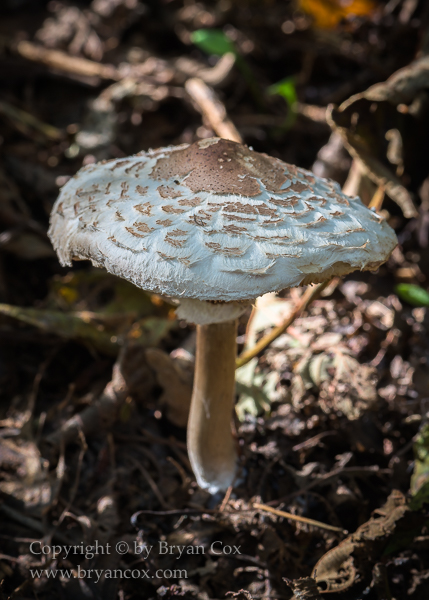 Image of Shaggy Parasol