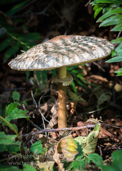 Image of Shaggy Parasol