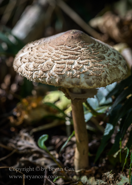 Image of Shaggy Parasol