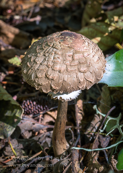 Image of Shaggy Parasol