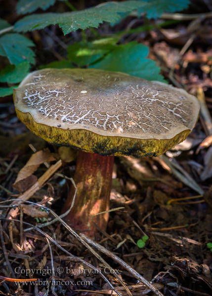 Image of Zeller's Bolete