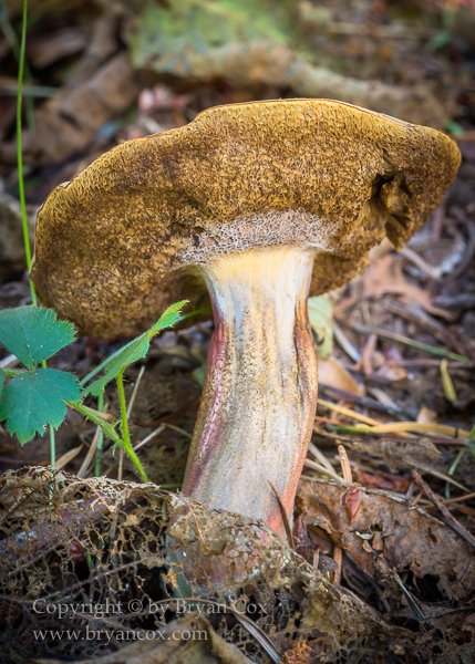 Image of Zeller's Bolete