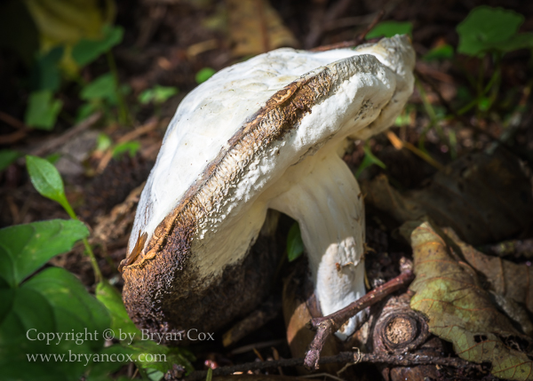 Image of Bolete