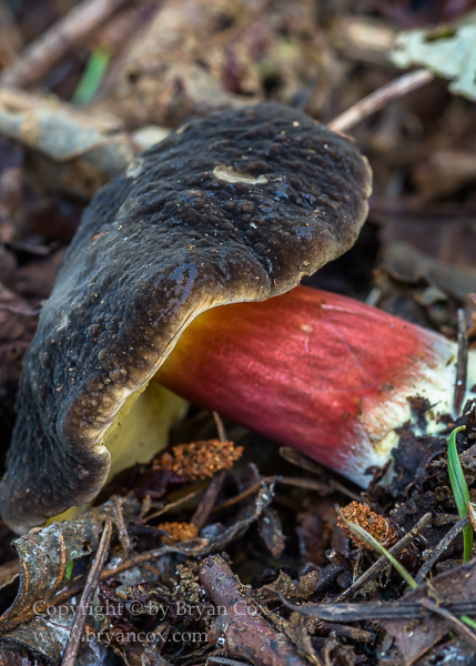 Image of Zeller's Bolete