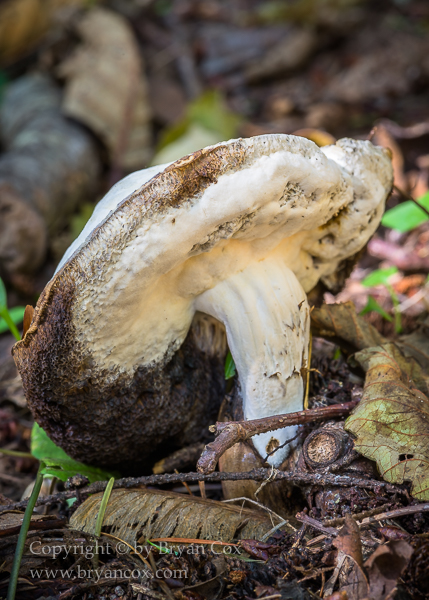 Image of Bolete