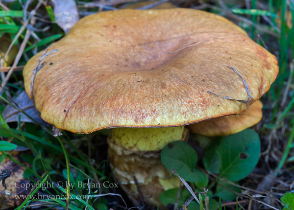 Image of Bolete