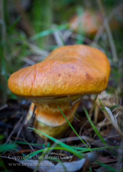 Image of Bolete