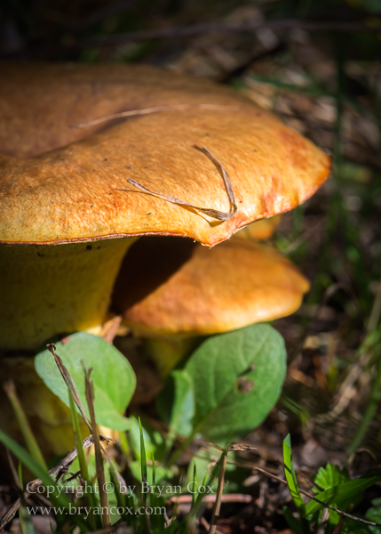 Image of Bolete