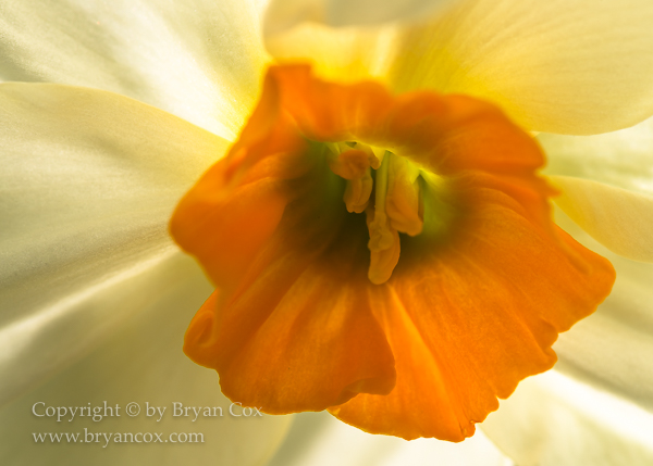 Image of Daffodil