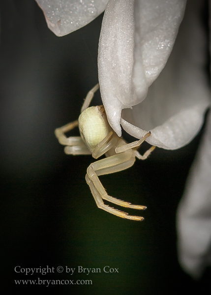 Image of Goldenrod Crab Spider