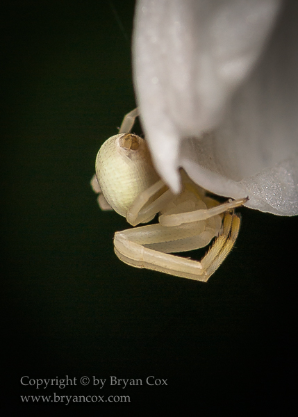 Image of Goldenrod Crab Spider