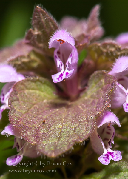 Image of Self-Heal (Prunella vulgarism)