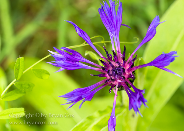 Image of Squarrose Knapweed (Centaurea triumfettii)