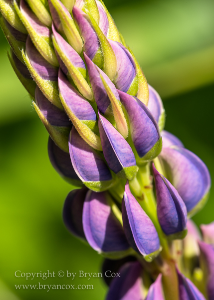 Image of Large-leaved Lupine (Lupinus polyphyllus)