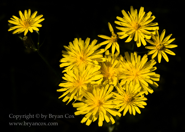 Image of Hawkweed