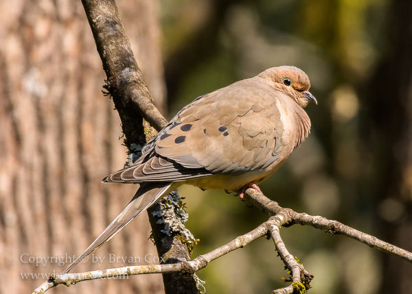 Image of Mourning Dove