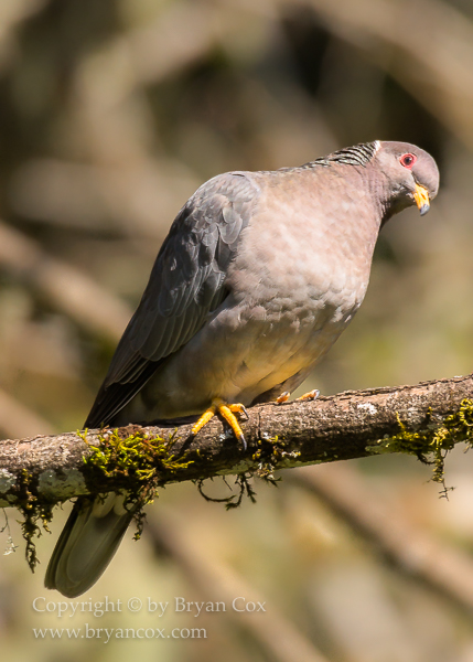 Image of Band-tailed Pigeon