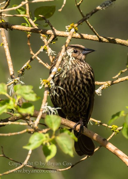 Image of Red-winged Blackbird