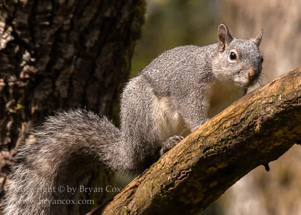 Image of Western Gray Squirrel