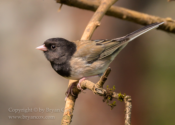 Image of Dark-eyed Junco