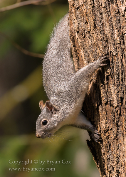 Image of Western Gray Squirrel