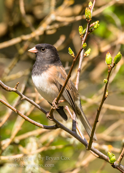 Image of Dark-eyed Junco