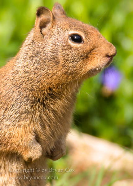 Image of California Ground Squirrel