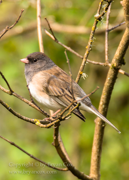 Image of Dark-eyed Junco