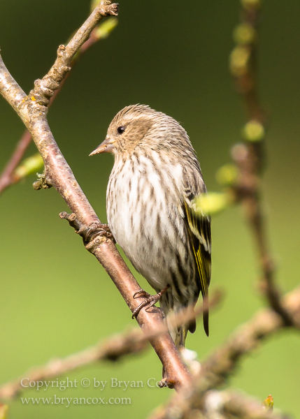 Image of Pine Siskin