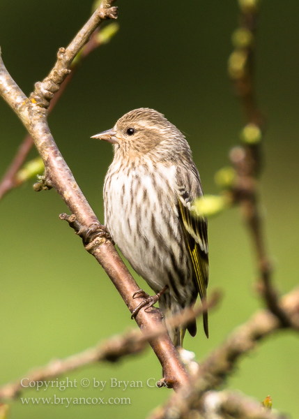 Image of Pine Siskin