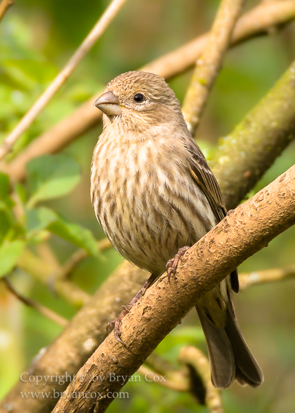 Image of House Finch