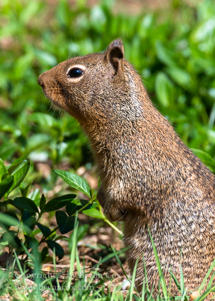 Image of California Ground Squirrel